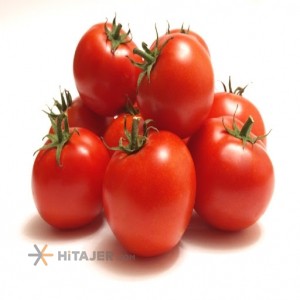 Hamedan izmir seed tomato