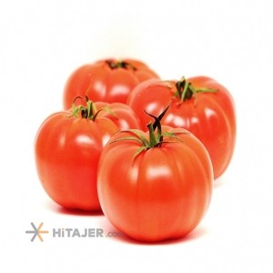 Shiraz Bassimo Seed Tomato