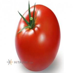 Tehran 4129 Seed Tomato
