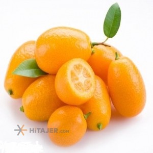 Sari Kumquat