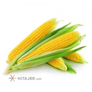 Dezful Corn Samira Seed