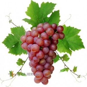 Orumiyeh Seedless Red Grapes