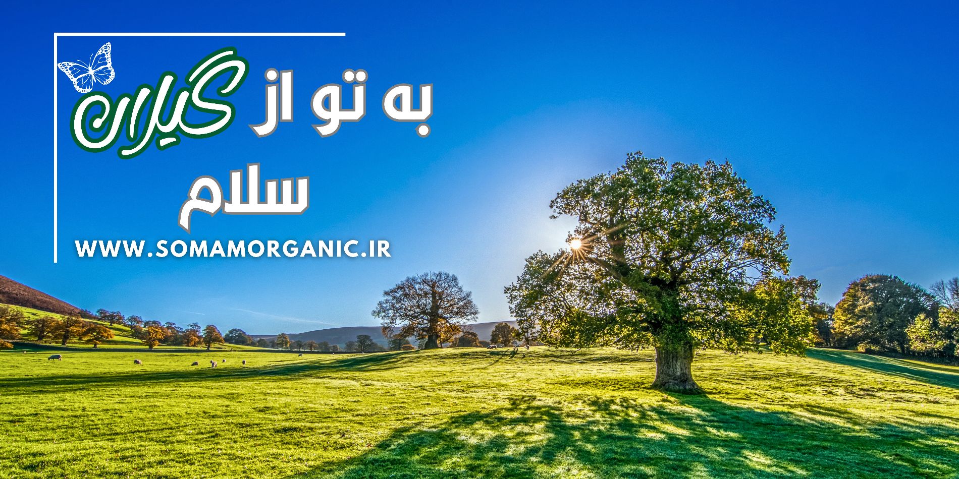 desktop banner محصولات بومی و محلی سمام