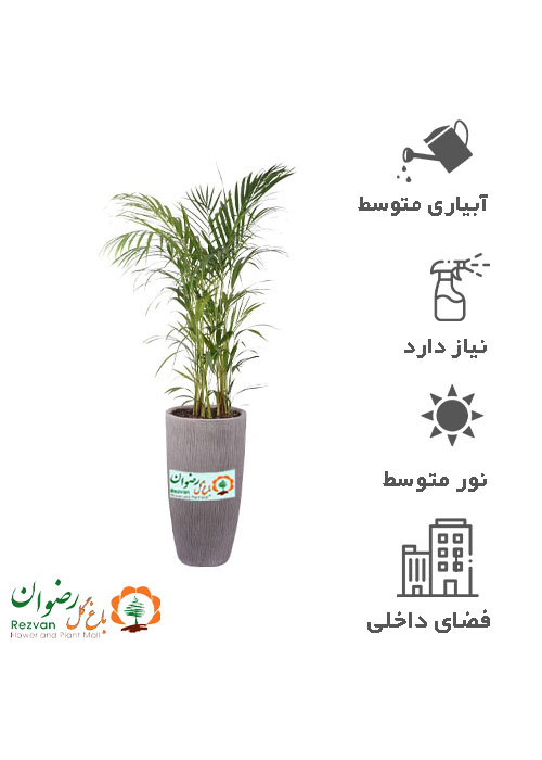 گیاه اریکا پالم با گلدان سفالی و زیری