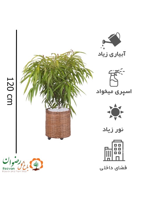 گیاه آمستل طلایی با گلدان حصیری ارتفاع 120 الی 130 FB14