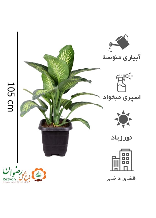 دیفن باخیا جعبه 35 با ارتفاع 105الی110 کد(405) DD3
