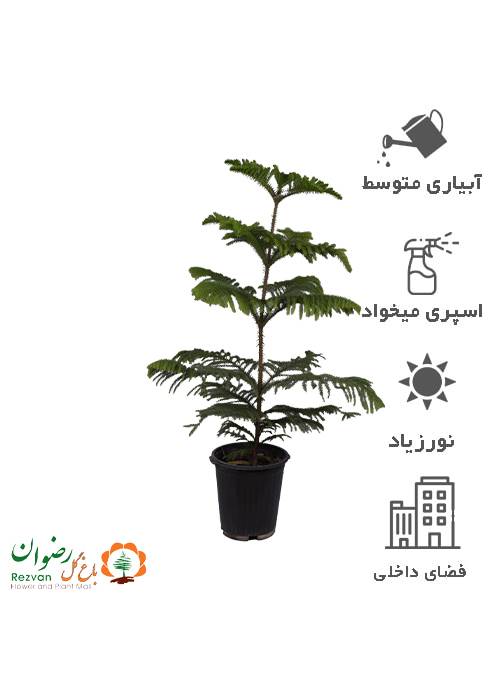کاج مطبق سطل 12