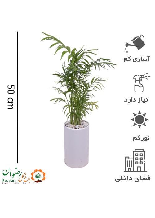 گیاه شامادورا همراه گلدان مهرنی سفید 123.20 کد CE39