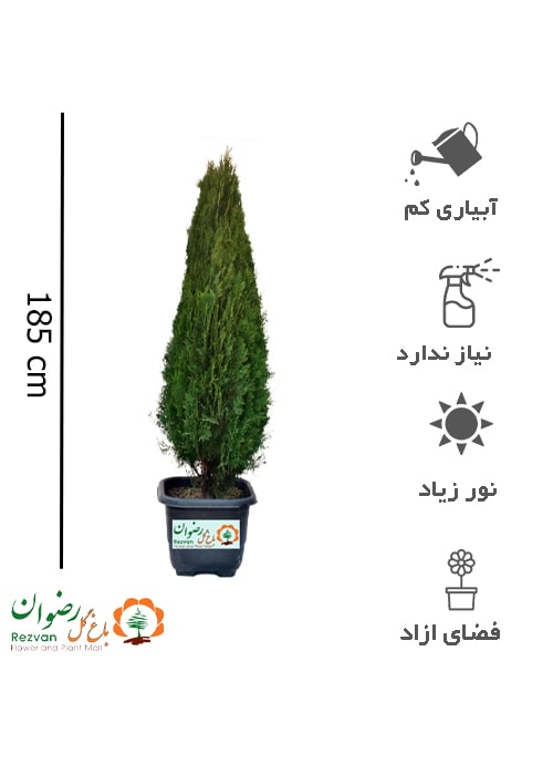 گیاه کامیس پاریس جعبه 40 با ارتفاع 170 الی 185