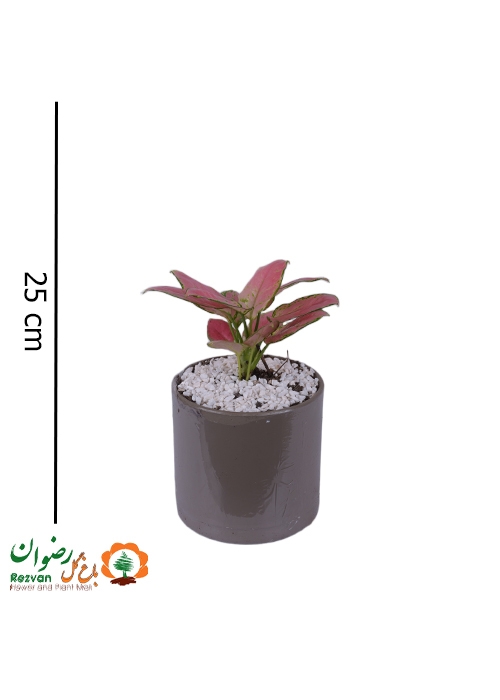 آگلونما قرمز به همراه گلدان مهرنی 15 خاکی AR6