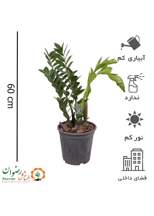 گیاه زامیفولیا سبز سطل 4 ZZ1
