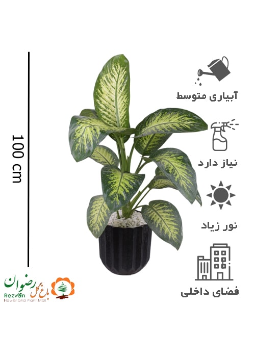دیفن باخیا با گلدان چرمی شیار دار مشکی کدDD16