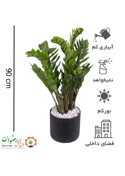 زامیفولیا سبز همراه گلدان چرمی مشکی 4 کد ZZ19
