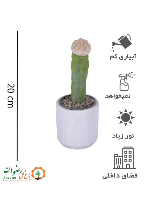 کاکتوس پیوندی سفید به همراه گلدان چرمی شیار دار سایز1 کد EL4