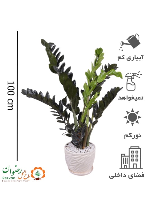 زامیفولیا سوپر بلک با گلدان سرامیکی برگی سفید 3 کد BZZ28
