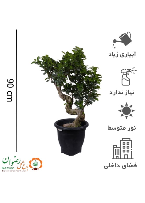 گیاه بونسای s کد GB1