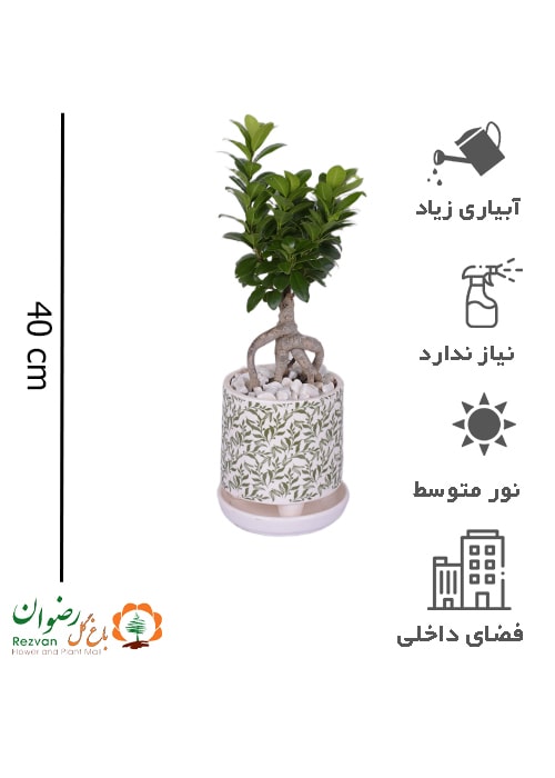 گیاه بنسای همراه گلدان سرامیکی مدل برگی سایز 3 GB23