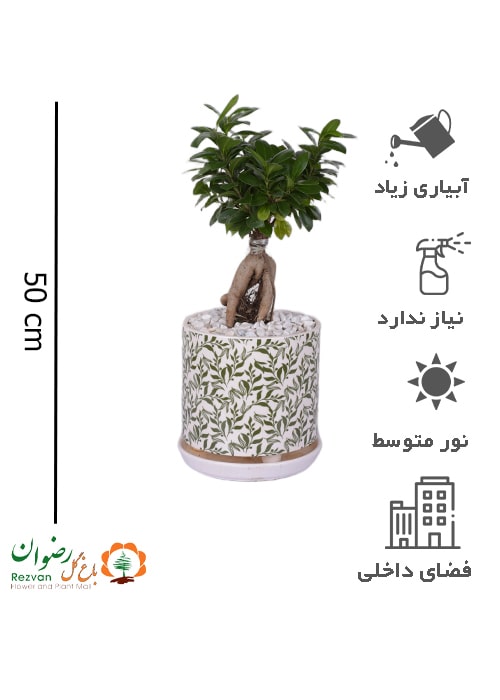 گیاه بنسای همراه گلدان سرامیکی مدل برگی سایز 3 GB22