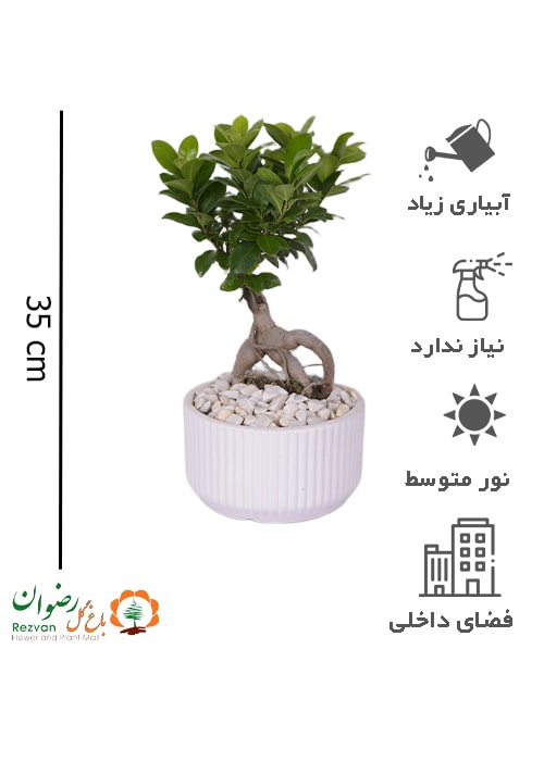 گیاه بنسای همراه گلدان سرامیکی سفید GB24