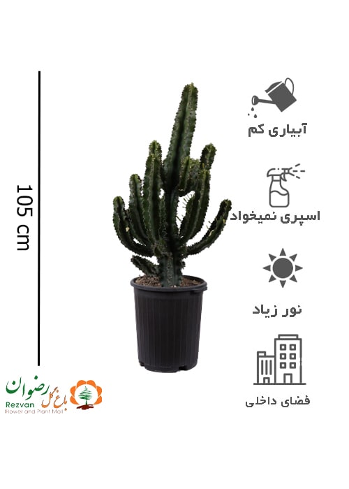 گیاه افوربیا اینجنس سطل 12 EI2