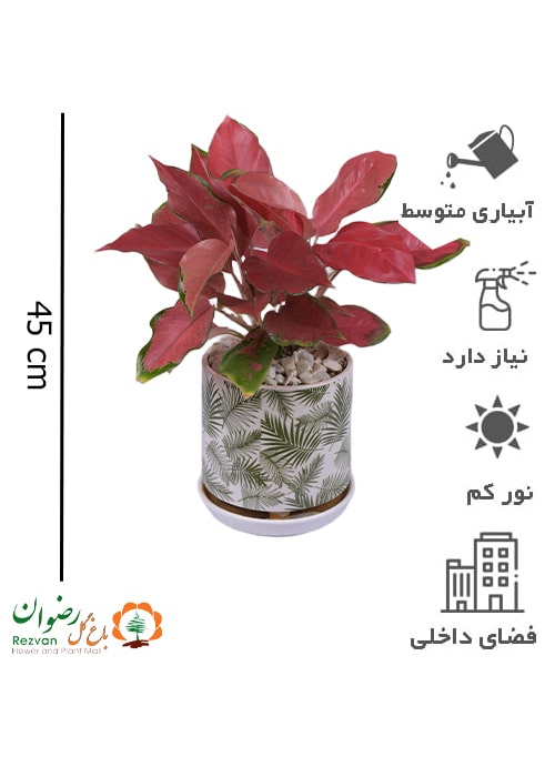 گیاه آگلونما قرمز به همراه گلدان سرامیکی مدل شامادورا سایز 4 AR4