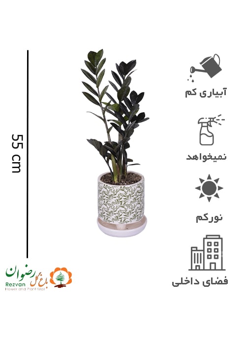 گیاه زامیفولیا بلک همراه گلدان سرامیک مدل برگی سایز 3 کد BZZ71