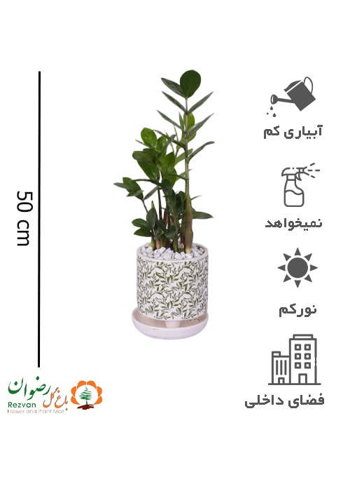 گیاه زامیفولیا سبز همراه گلدان سرامیک برگی سایز 3 کد ZZ64