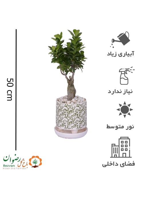 گیاه بنسای همراه گلدان سرامیکی مدل برگی سایز 2 GB21