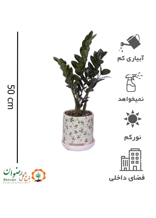 گیاه زامیفولیا بلک همراه گلدان سرامیک مدل بامبو سایز 3 کد BZZ70
