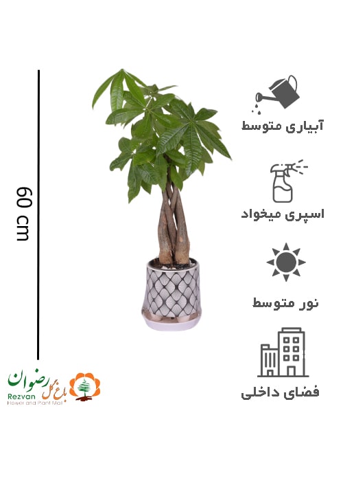 گیاه پاچیرا تنه بافت (گیاه پول) با گلدان سرامیکی مدل لوزی مشکی-سفید سایز1 کد PA15