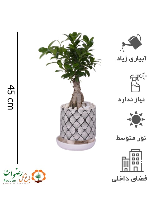 گیاه بنسای همراه گلدان سرامیکی مدل لوزی مشکی-سفید سایز 3 GB20