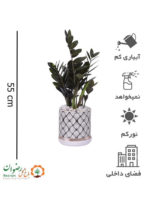 گیاه زامیفولیا بلک همراه گلدان سرامیک مدل لوزی مشکی-سفید سایز3 کد BZZ69