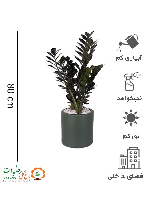 زامیفولیا بلک با گلدان سرامیکی سبز سایز3 BZZ65