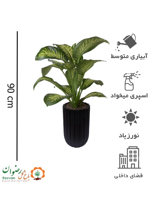 دیفن باخیا با گلدان سرامیک مشکی خط دار کد DD17