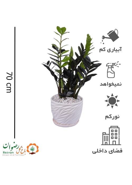 گیاه زامیفولیا بلک همراه گلدان سرامیک سایز2کد BZZ56