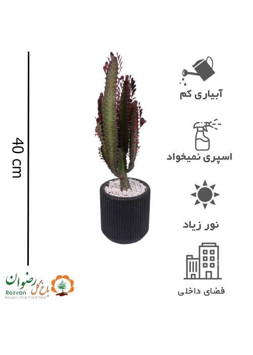 افوربیا تریگونا قرمز با گلدان چرمی شیار دارسایز2کد ET40