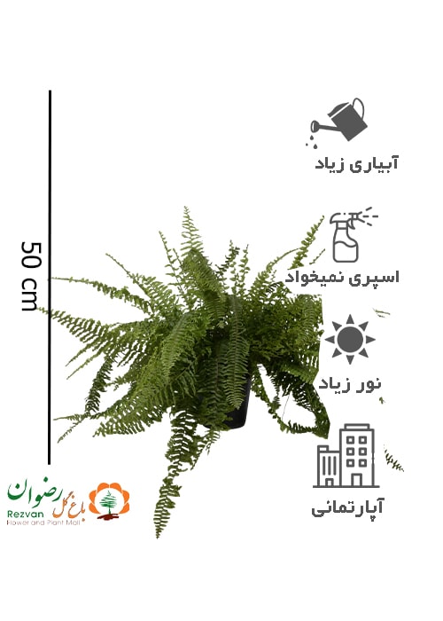گیاه سرخس سطل 7 (سرخس معمولی)
