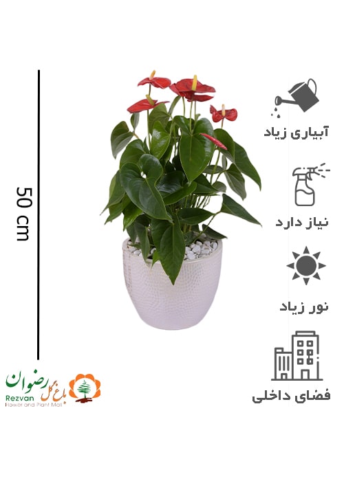 گیاه آنتوریوم همراه گلدان سرامیک زنبوری کد A21