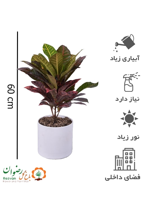 گیاه کروتون با گلدان مهرنی 103/25B سفید CV14