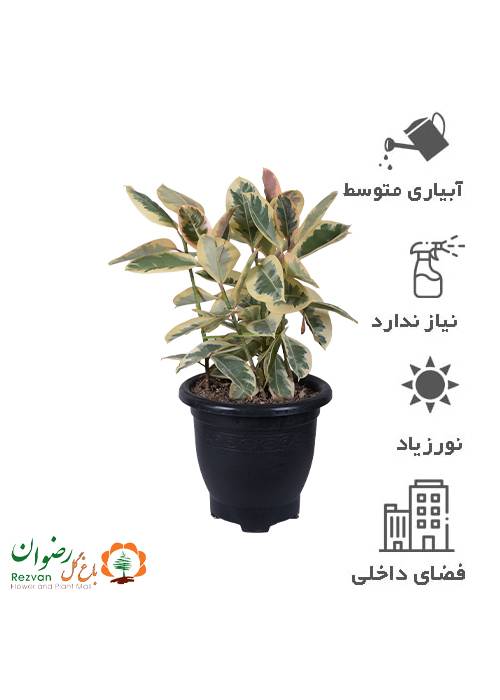 فیکوس یاقوتی گرد 6
