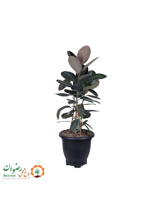 فیکوس بلک گرد 6