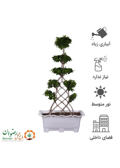 بنسای تنه بافت شبکه ای