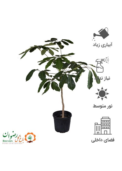 شفلرا آمیت سایز سطل وصال