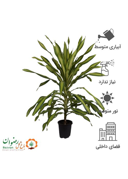 دراسینا بلالی طلایی سطل 10
