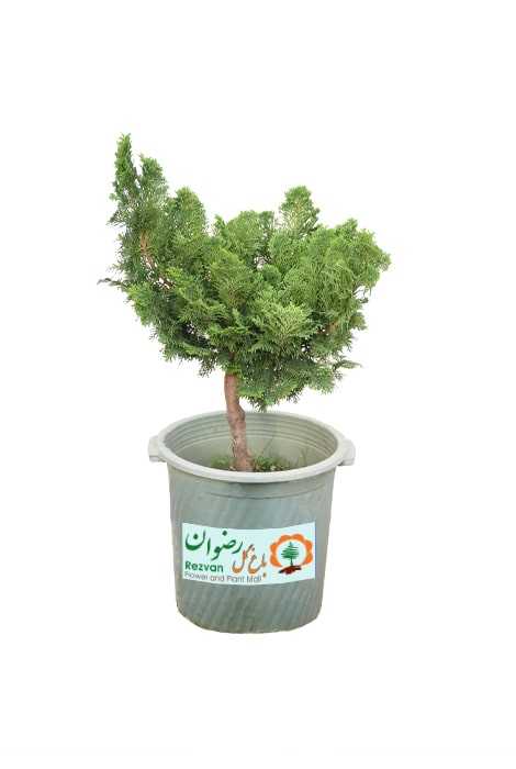 گیاه سرو نانا سطل10 با ارتفاع 40 الی 45