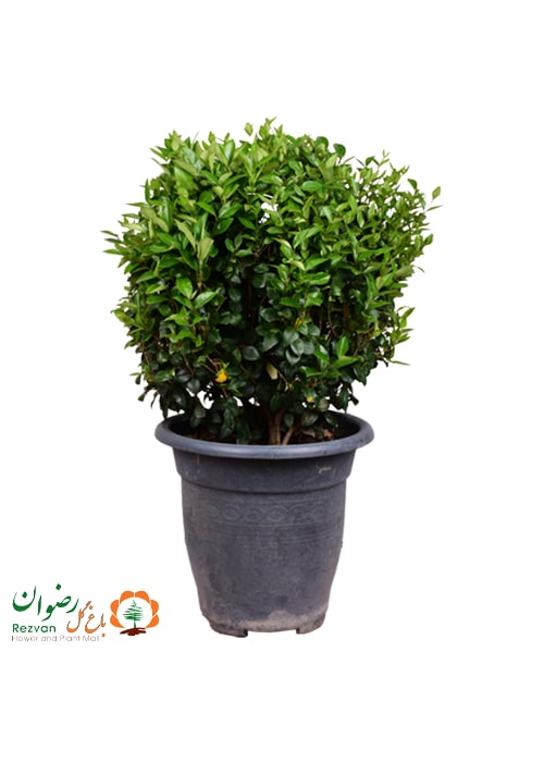 گیاه یاس هلندی ارتفاع 85-95 سانت
