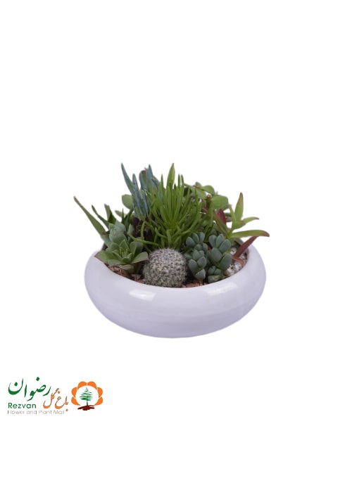 دیش گاردن گلدان سرامیکی سایز1کدDG14