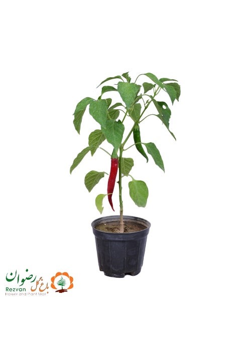 گیاه فلفل تند خوراکی (کد 419)