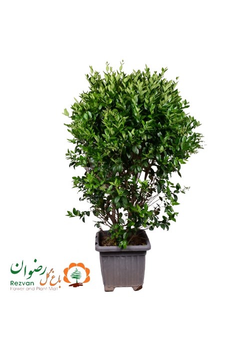 گیاه یاس هلندی جعبه 40 ارتفاع 100 تا 110 سانت