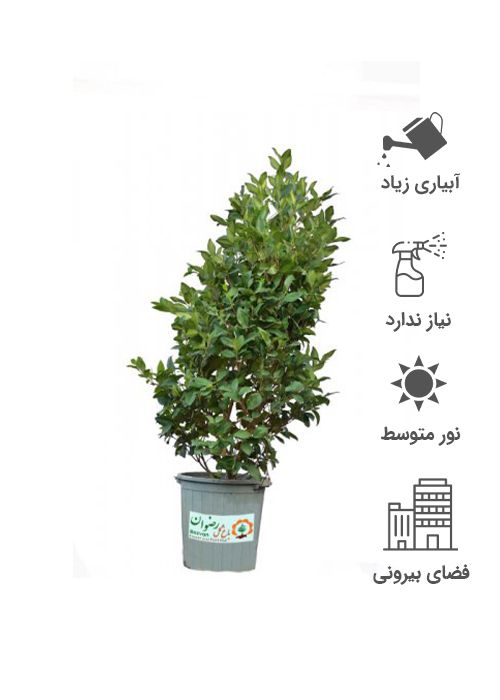 گیاه یاس هلندی سطل 12 با ارتفاع 130 الی 160 سانتی متر